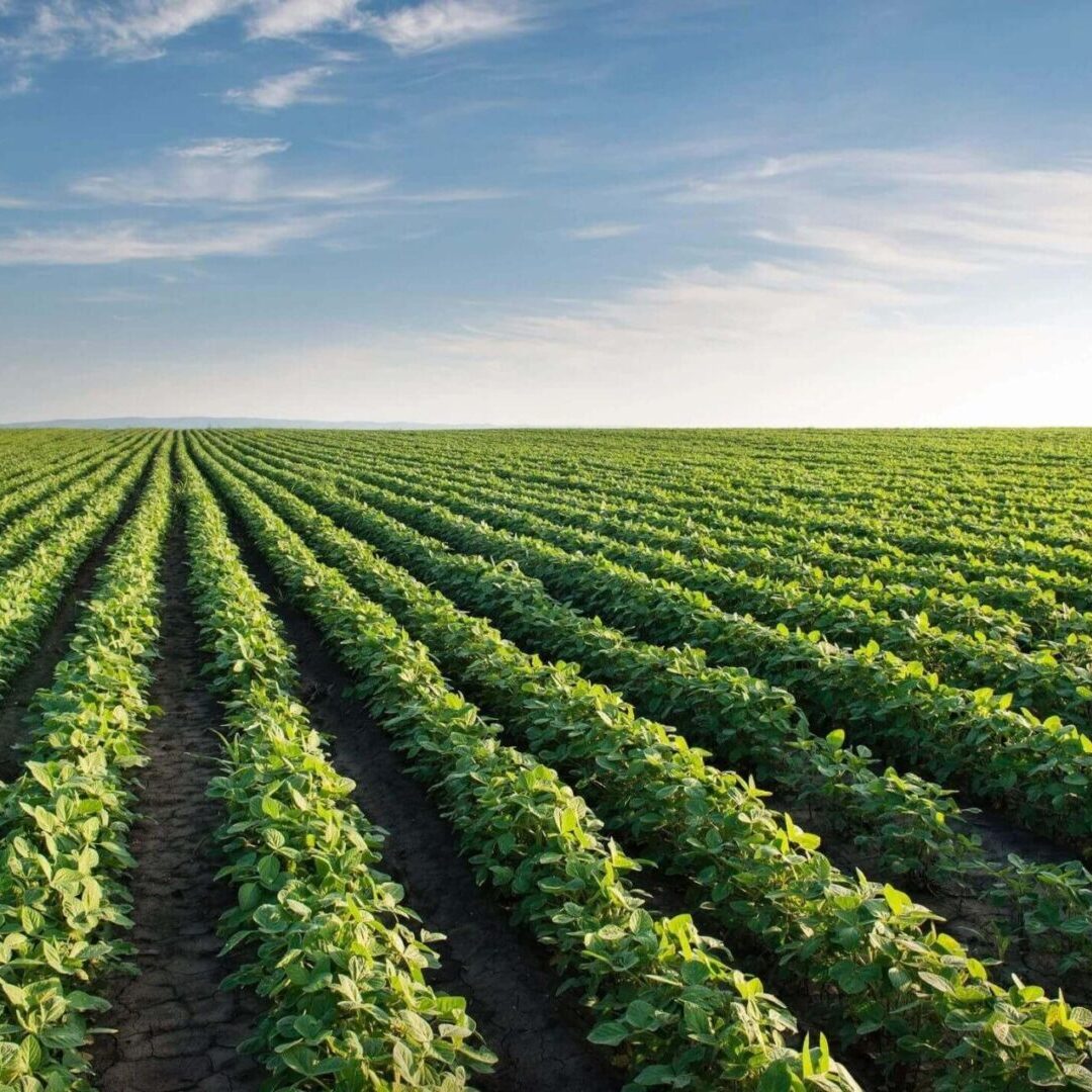 A field of green plants under a blue sky.